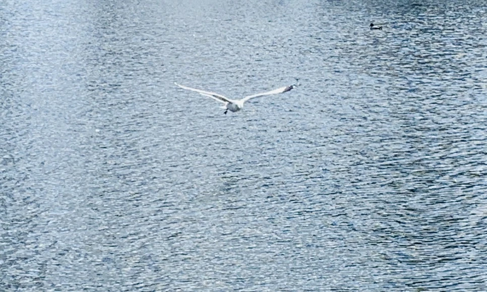 IMG_7226.jpg?type=w966