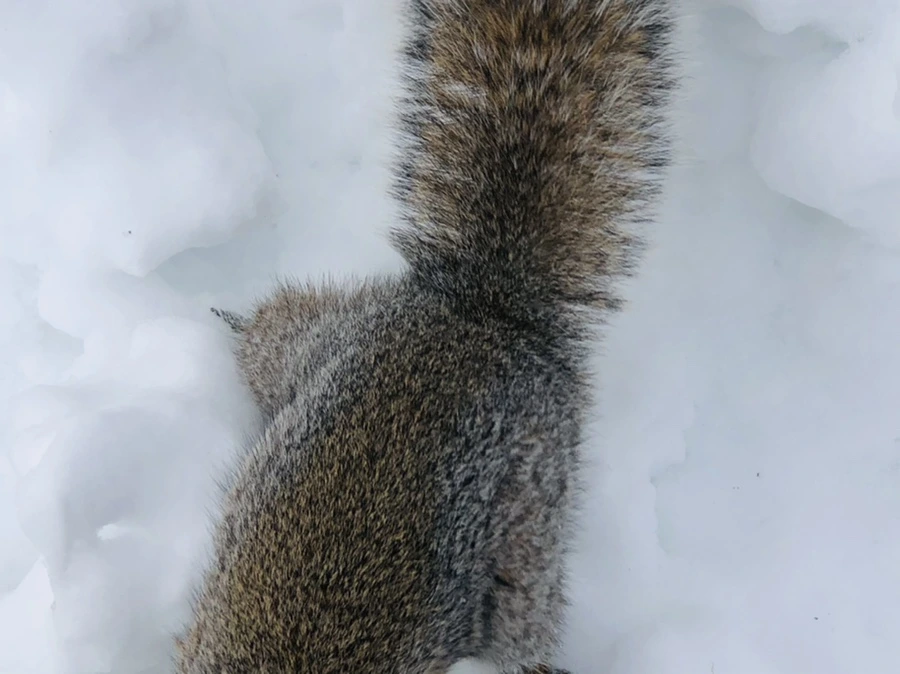 IMG_9246.jpg?type=w966