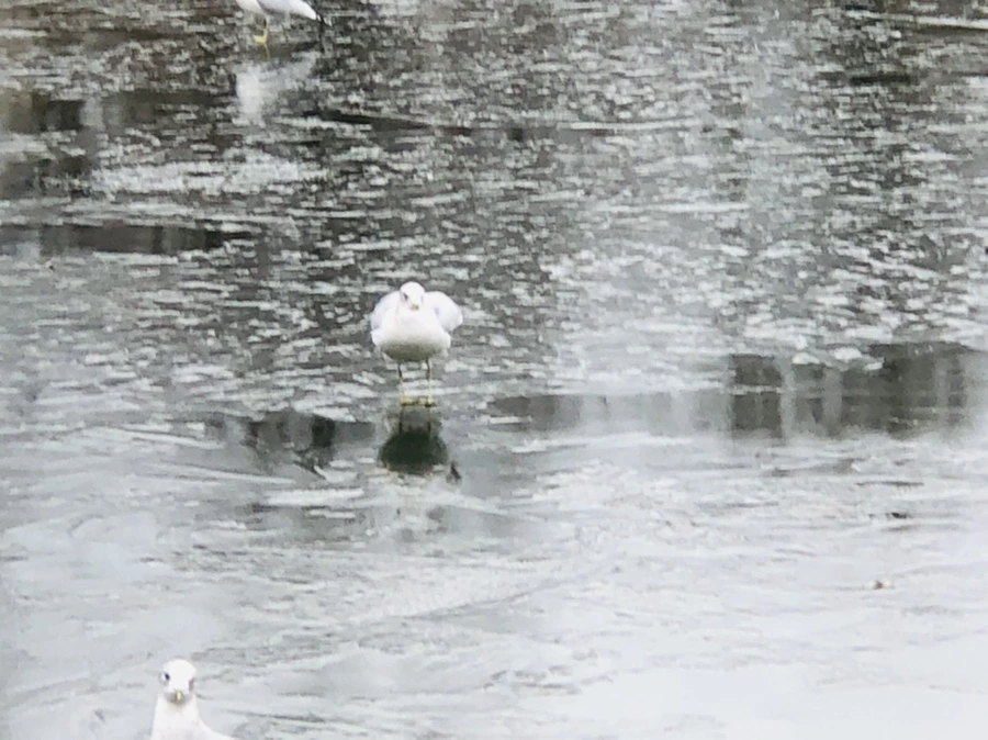 IMG_8956.jpg?type=w966