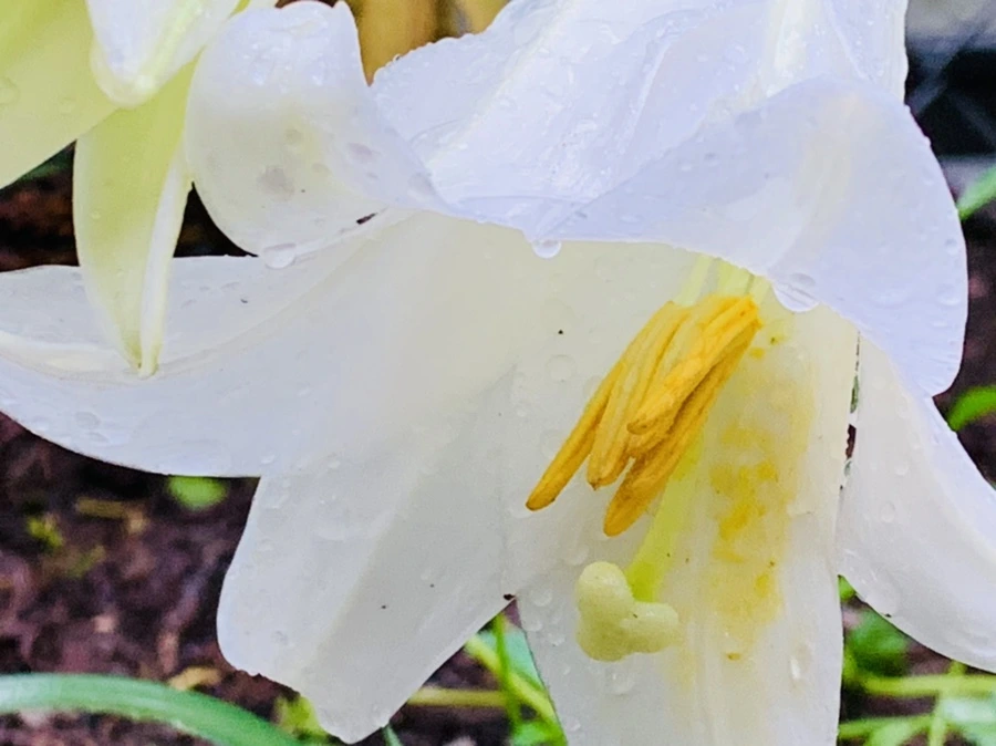 IMG_0106.jpg?type=w966