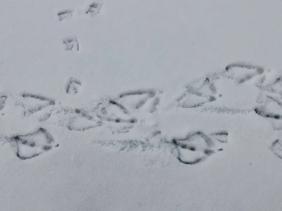 IMG_2519.jpg?type=w966