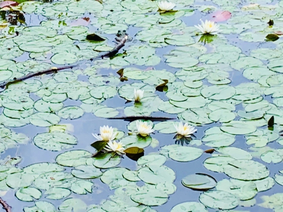 IMG_9145.jpg?type=w966