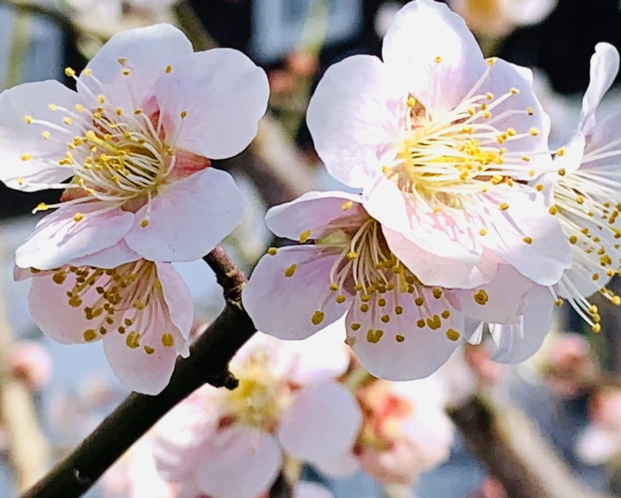 IMG_1011.jpg?type=w966