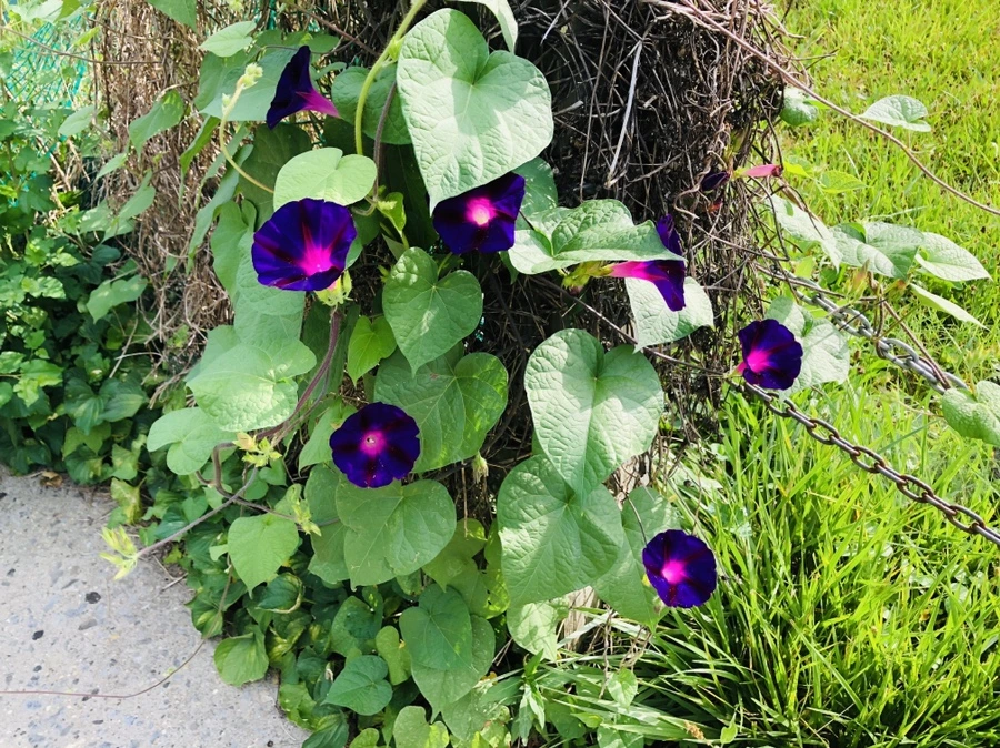 IMG_4267.jpg?type=w966