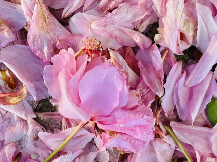 IMG_5913.jpg?type=w966