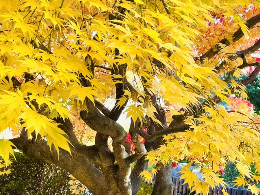 IMG_3112.jpg?type=w966