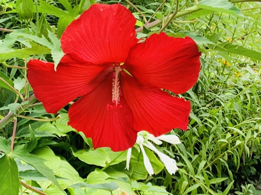 IMG_6983.jpg?type=w966