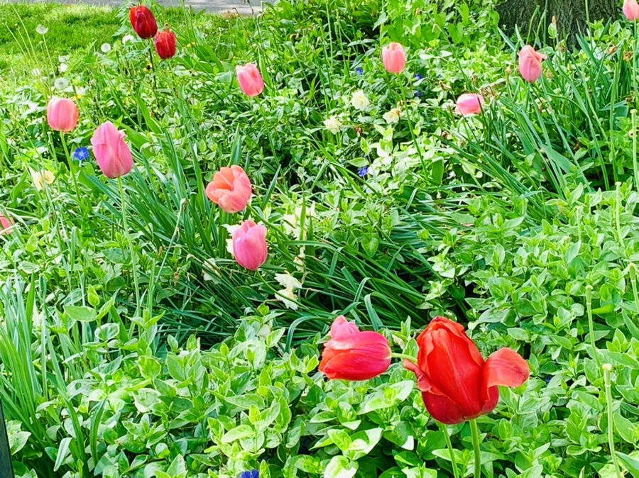 IMG_1385.jpg?type=w966