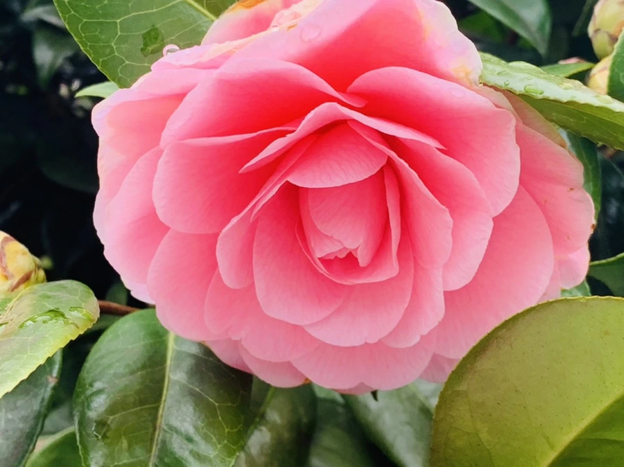 IMG_6301.jpg?type=w966