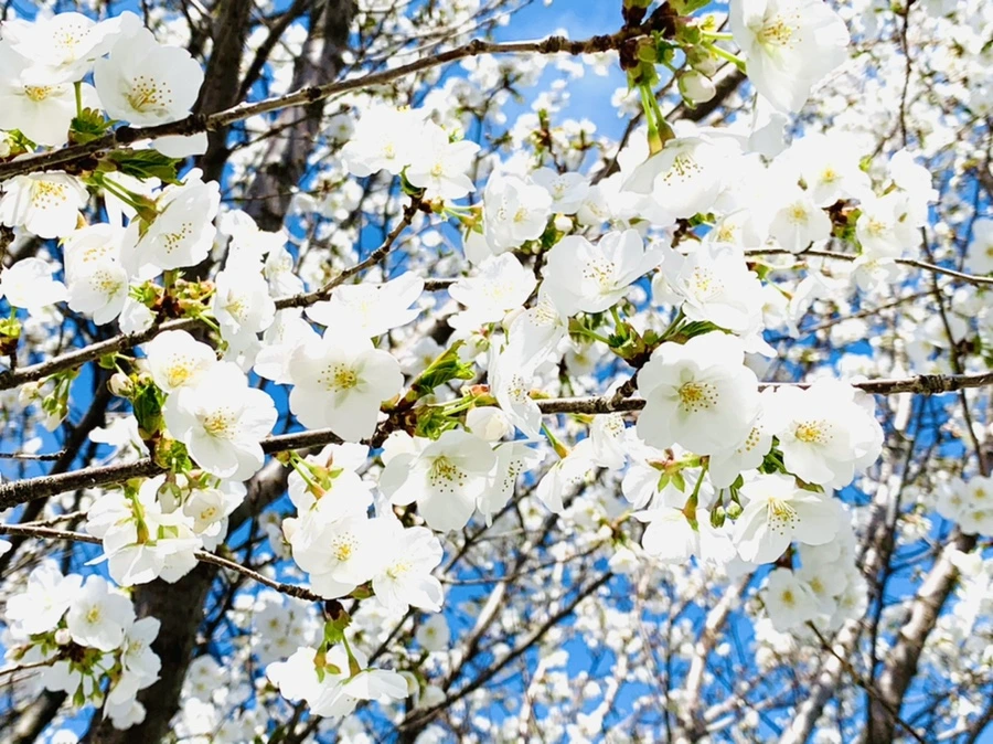 IMG_8356.jpg?type=w966