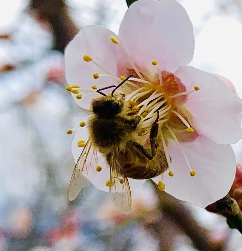 IMG_0530.jpg?type=w966