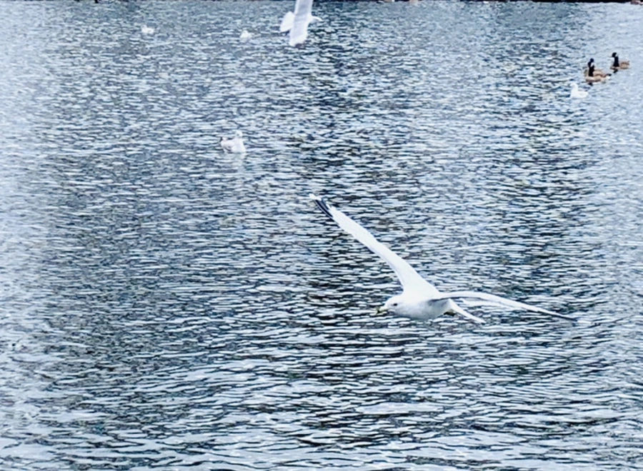 IMG_7387.jpg?type=w966