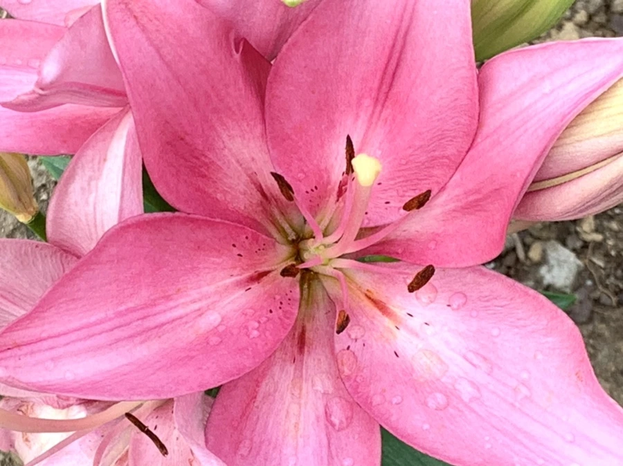 IMG_5874.jpg?type=w966