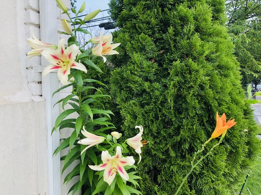 IMG_1749.jpg?type=w966