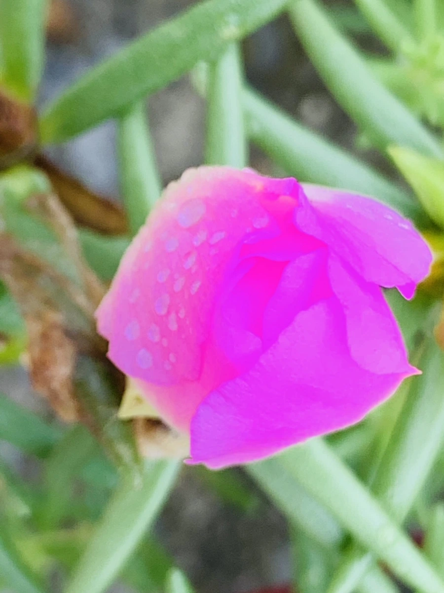 IMG_4950.jpg?type=w966