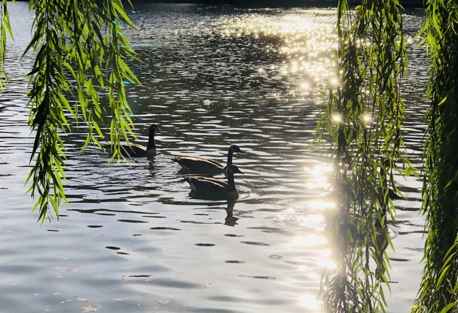 IMG_1871.jpg?type=w966