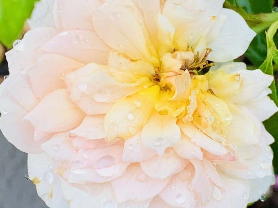 IMG_9571.jpg?type=w966