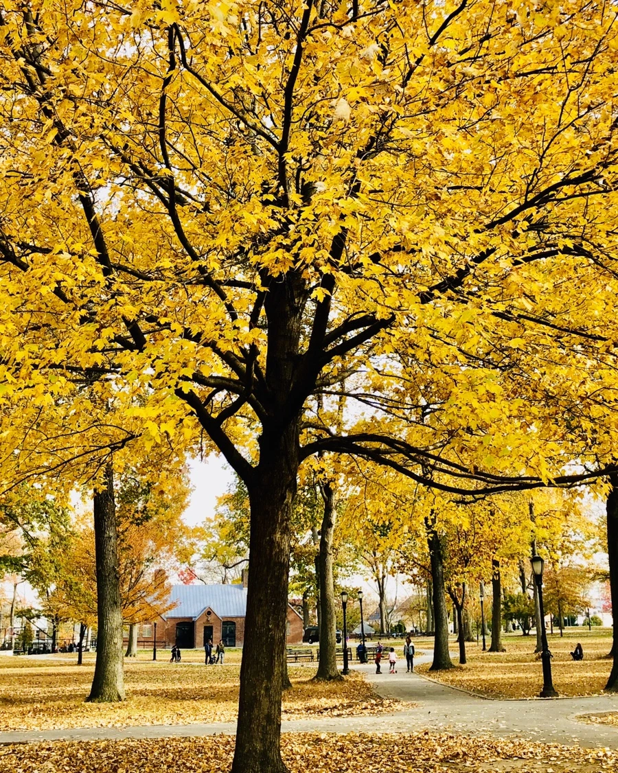 IMG_2009.jpg?type=w966