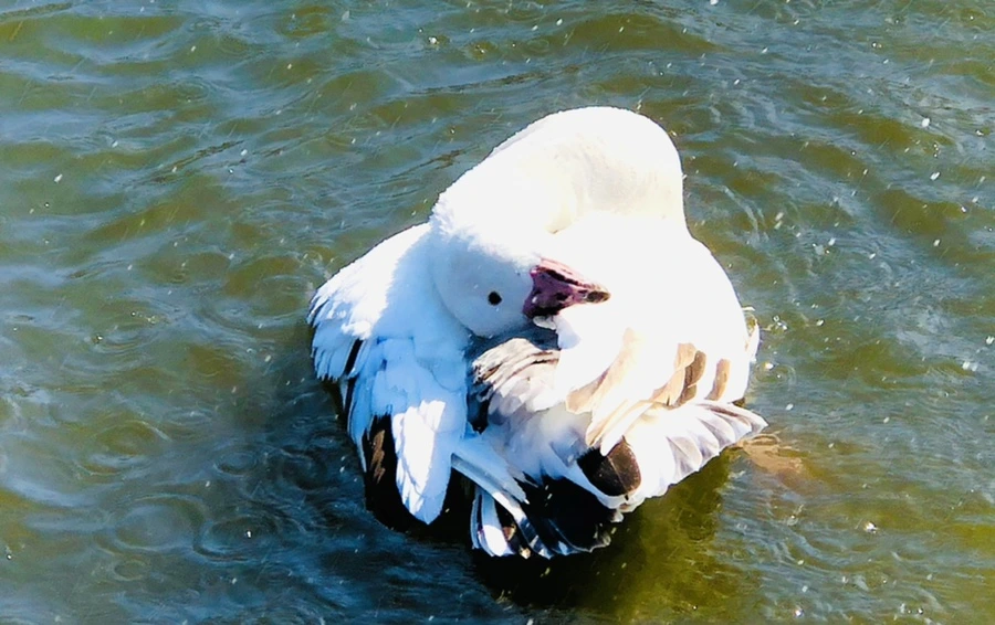 IMG_5379.jpg?type=w966