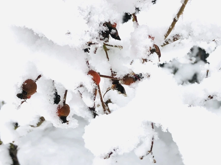 IMG_1044.jpg?type=w966