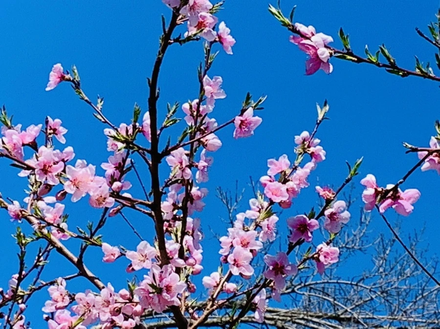 IMG_8167.jpg?type=w966