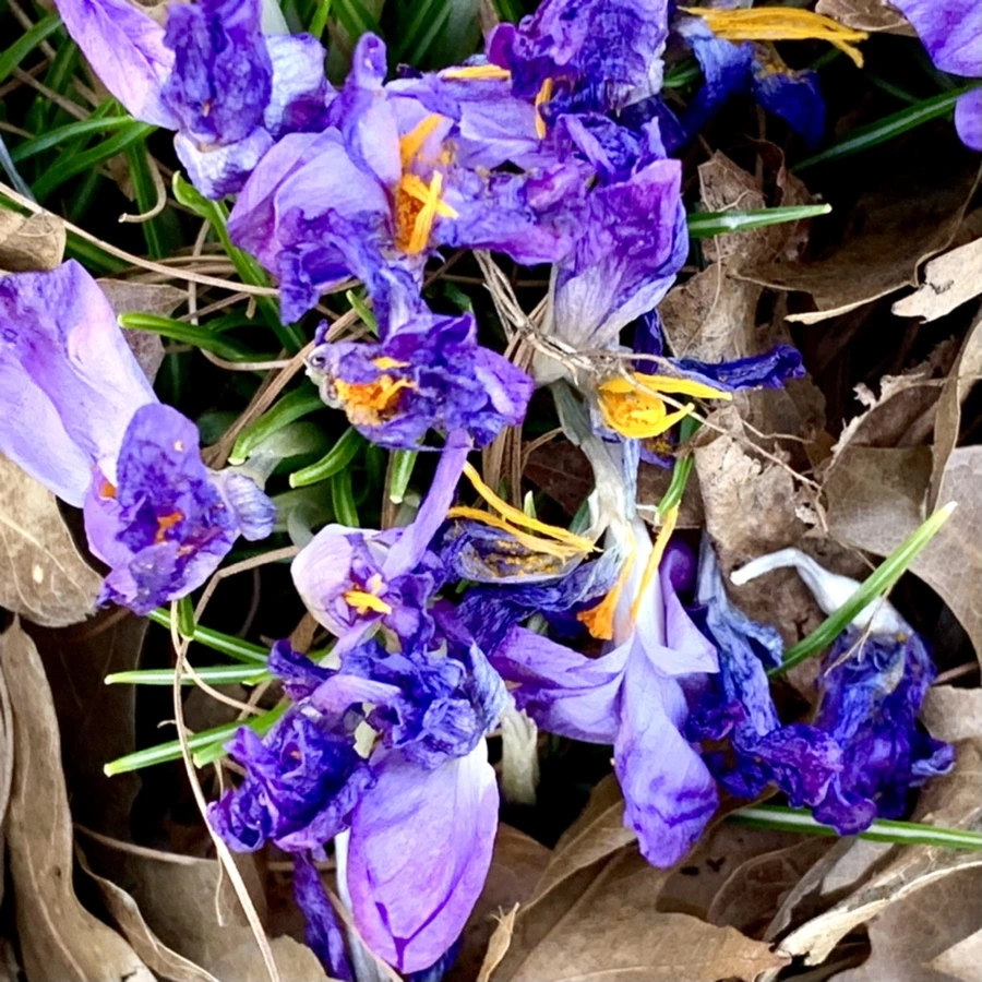 IMG_1497.jpg?type=w966