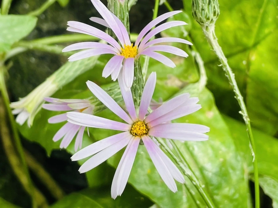 IMG_4477.jpg?type=w966