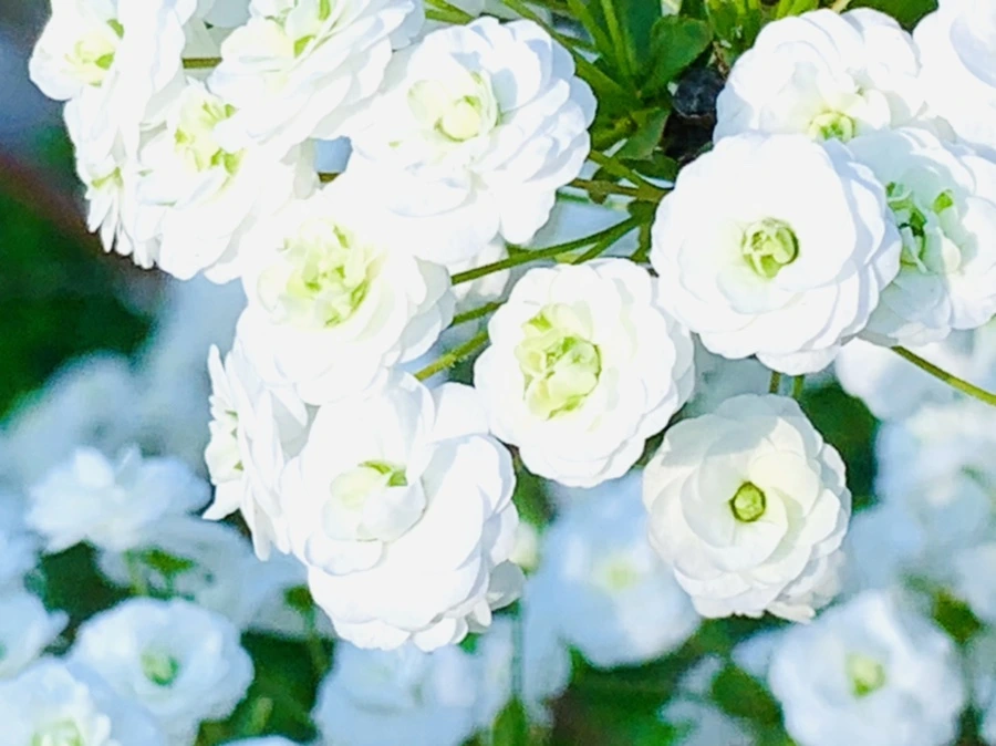 IMG_3320.jpg?type=w966