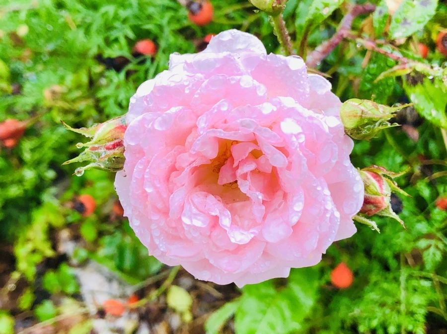 IMG_2978.jpg?type=w966