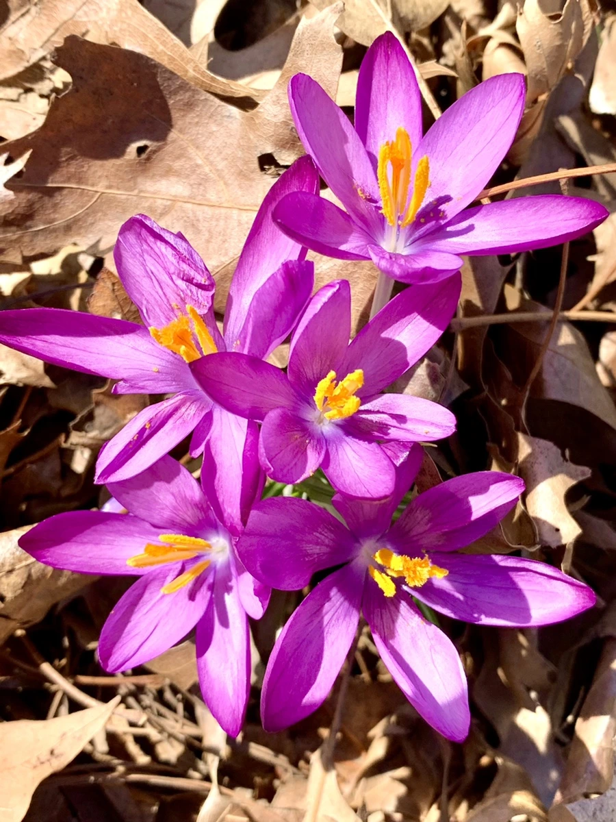 IMG_9682.jpg?type=w966