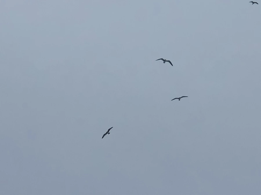 IMG_2734.jpg?type=w966