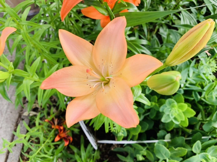 IMG_7294.jpg?type=w966