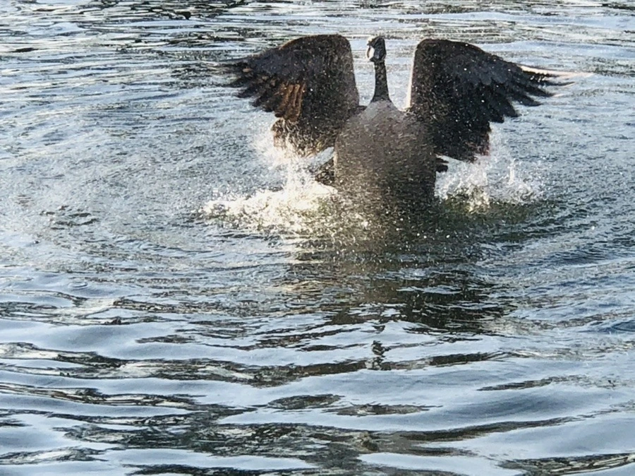 NVjL4w8c2ltjtA8YEUXL262vglY