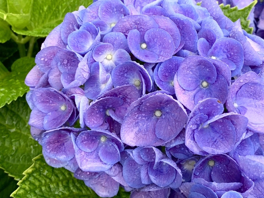 IMG_6182.jpg?type=w966