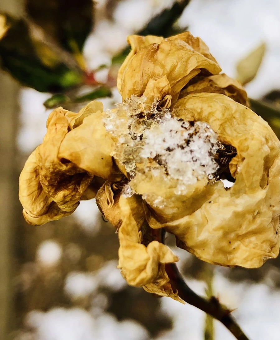 IMG_4579.jpg?type=w966