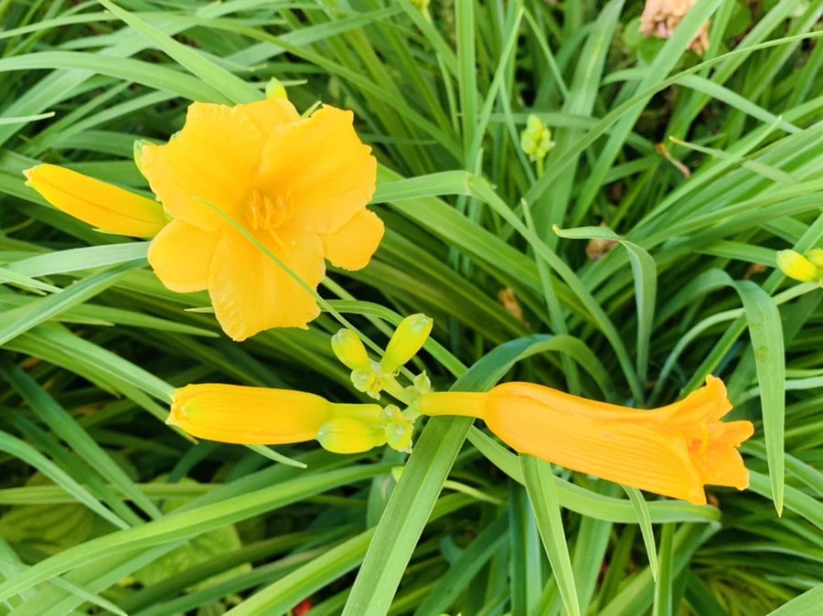 IMG_3037.jpg?type=w966