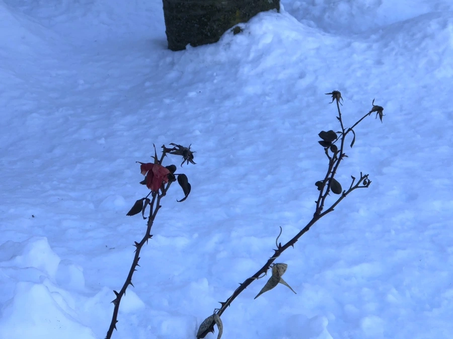 IMG_1368.jpg?type=w966