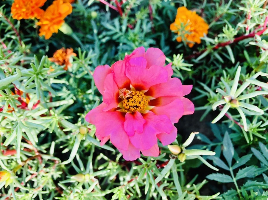 IMG_1704.jpg?type=w966