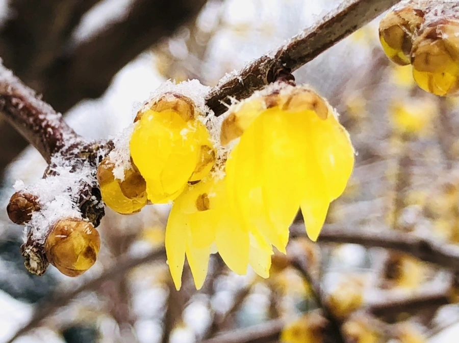 IMG_3529.jpg?type=w966