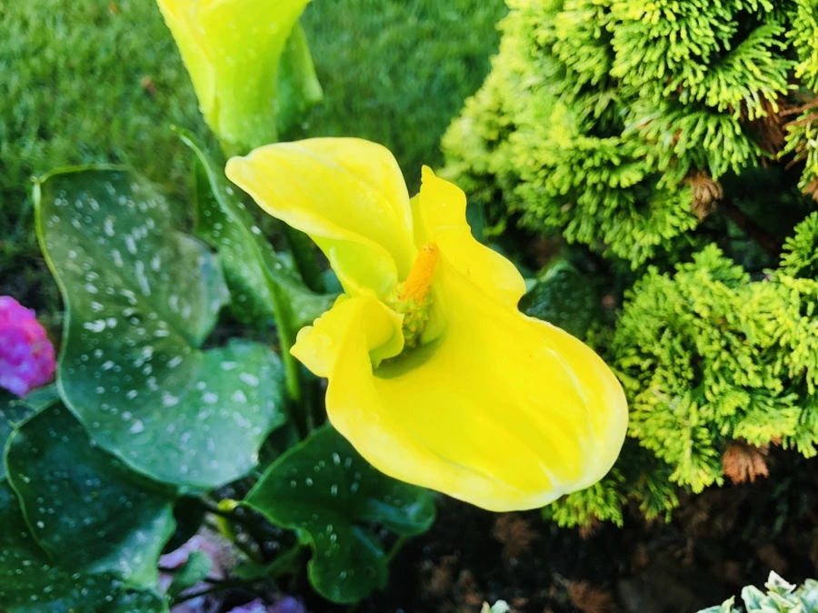 IMG_0072.jpg?type=w966