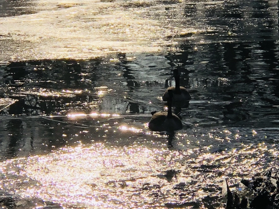 IMG_2798.jpg?type=w966