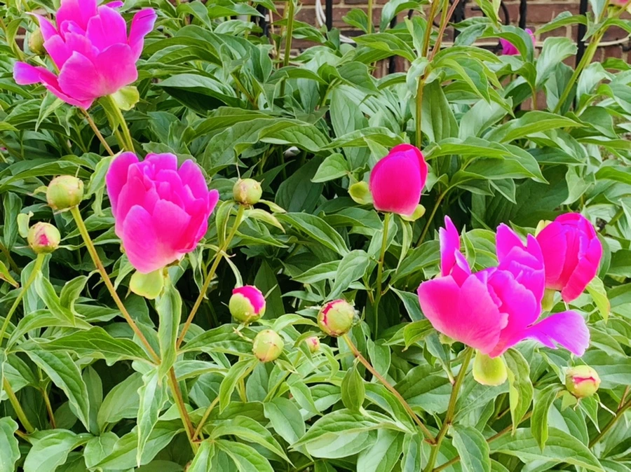 IMG_4122.jpg?type=w966