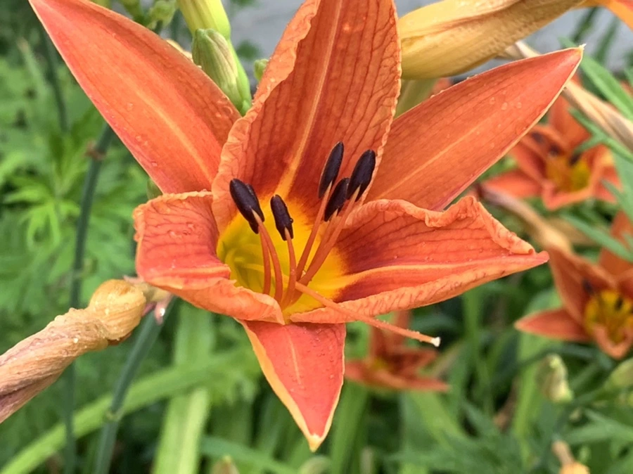 IMG_3591.jpg?type=w966