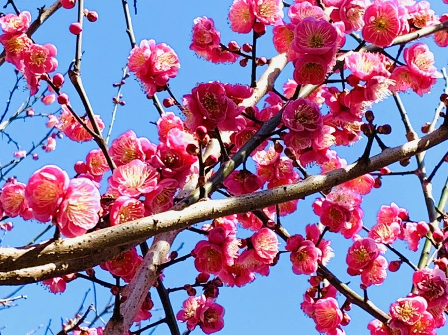 IMG_3010.jpg?type=w966