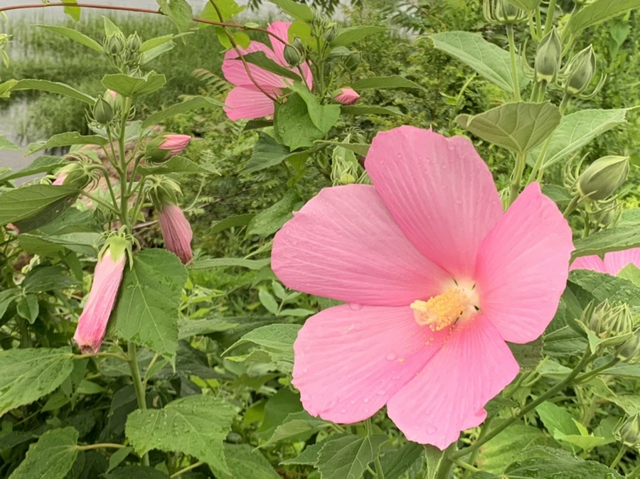 IMG_7132.jpg?type=w966