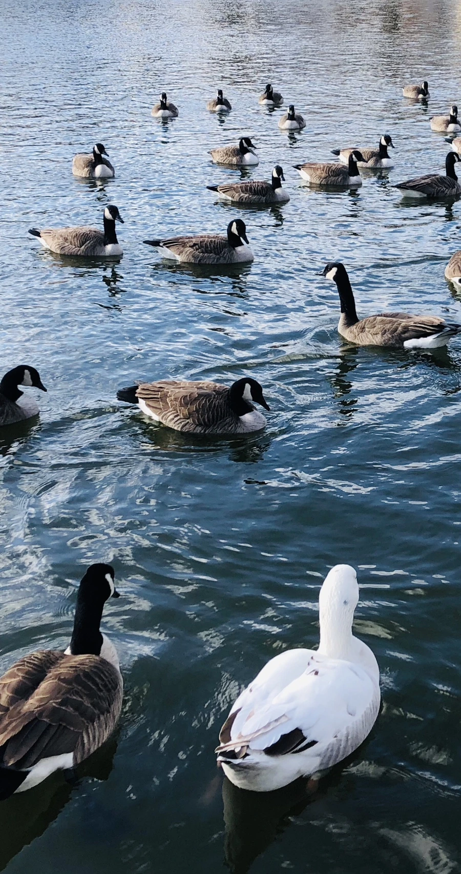 IMG_0154.jpg?type=w966