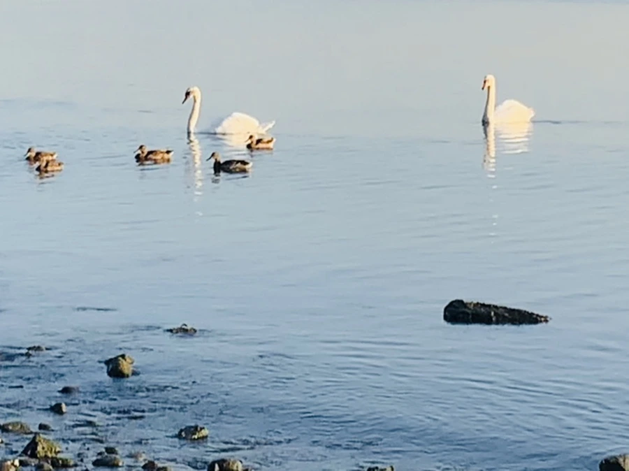 IMG_7375.jpg?type=w966