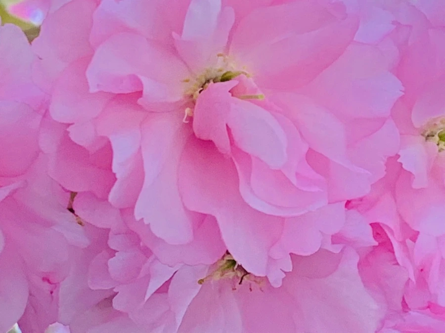 IMG_7372.jpg?type=w966