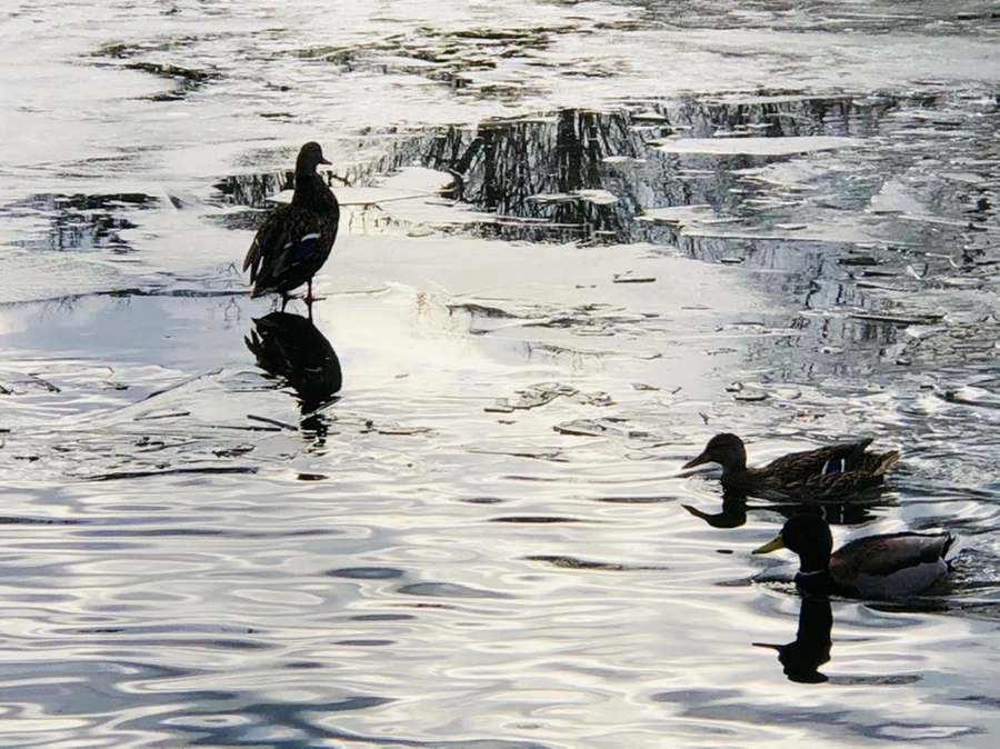 IMG_5035.jpg?type=w966