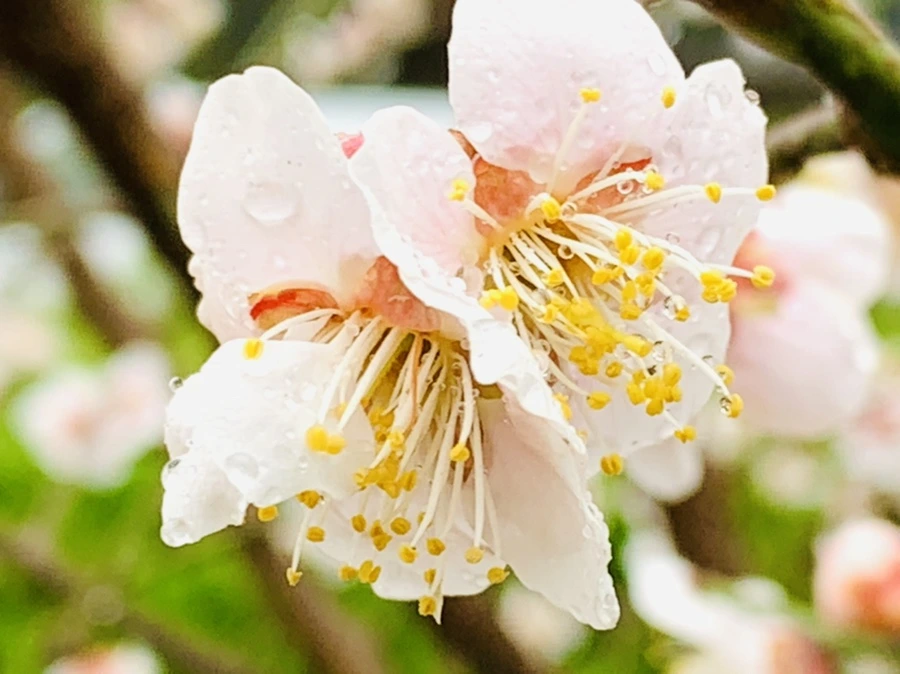 IMG_1983.jpg?type=w966